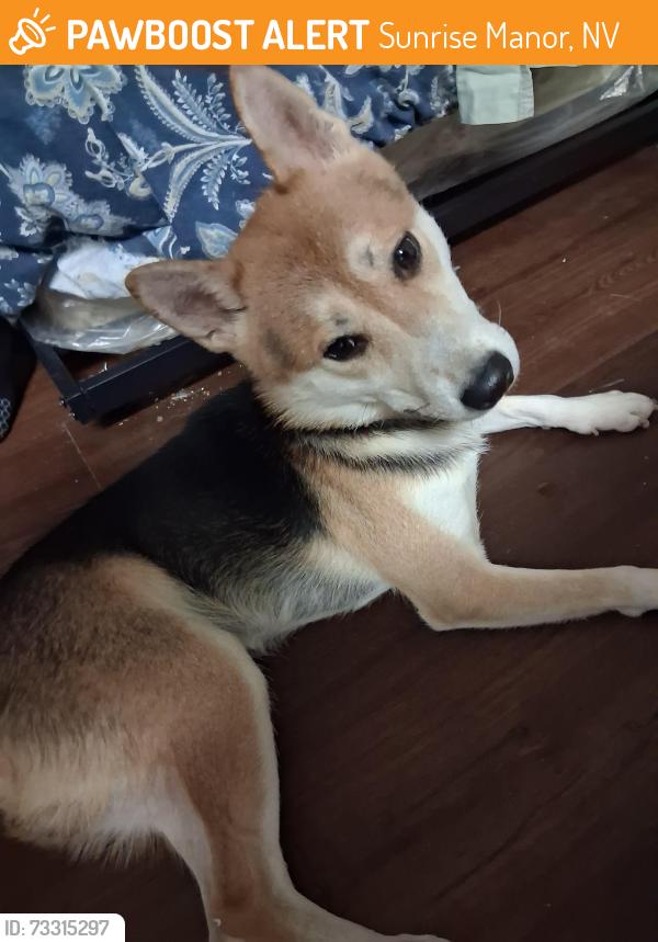 Found/Stray Male Dog last seen Las vegas blvd and nellis, Sunrise Manor, NV 89115