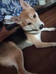 Found/Stray Male Dog last seen Las vegas blvd and nellis, Sunrise Manor, NV 89115