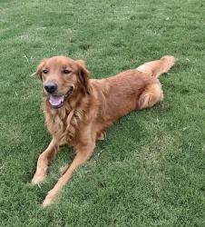 Reunited Male Dog last seen Manor at Abner creek neighbourhood. Near Abner creek schools, Greer, SC 29651