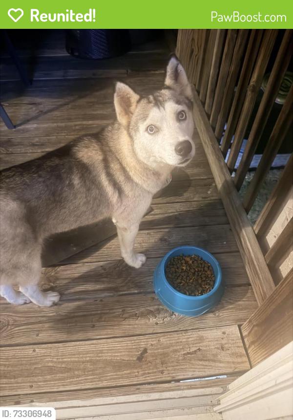 Reunited Female Dog last seen Highview dr, Chattanooga, TN 37415