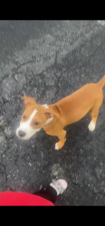 Reunited Male Dog last seen Roselawn, Cincinnati, OH 45237