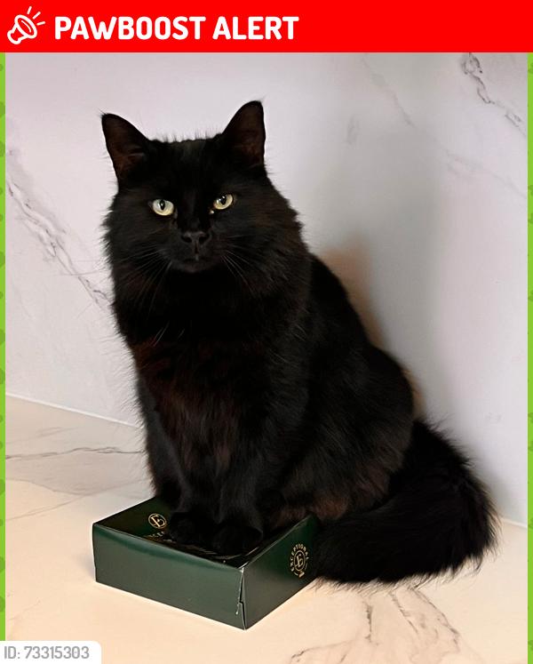 Lost Male Cat last seen Comyns Road, Dagenham, Greater London, England 