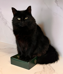 Lost Male Cat last seen Comyns Road, Dagenham, Greater London, England 