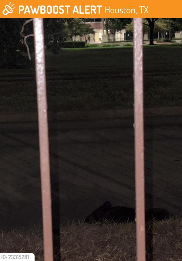 Found/Stray Unknown Dog last seen Cypresswood and Schroeder/cutten (opposite side of Peru’s Steakhouse), Houston, TX 77070