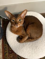 Lost Male Cat last seen Pemberton st rindge ave rr tracks bellies circle, Cambridge, MA 02140