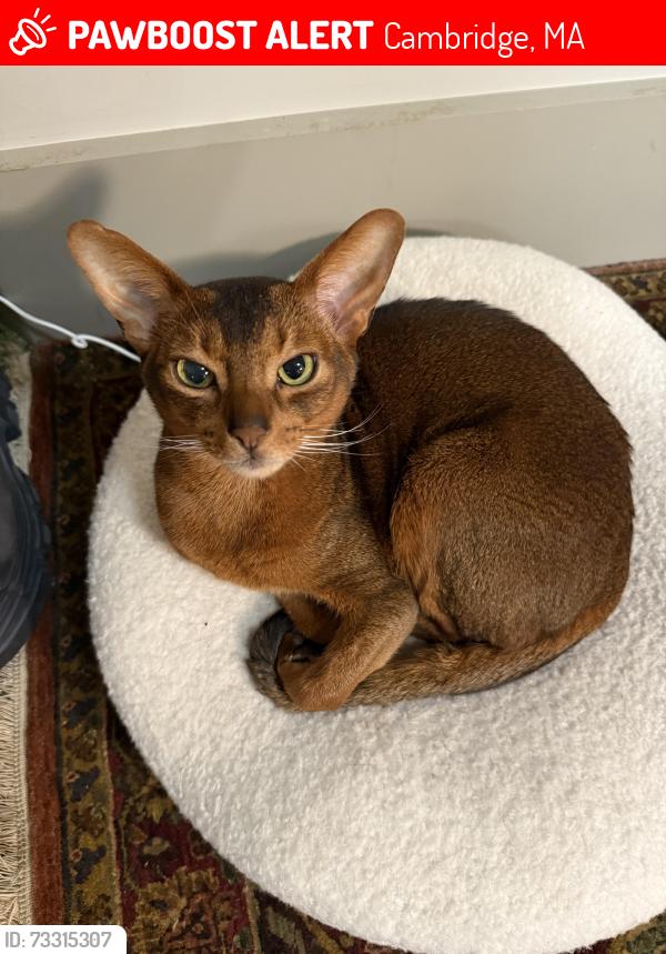 Lost Male Cat last seen Pemberton st rindge ave rr tracks bellies circle, Cambridge, MA 02140