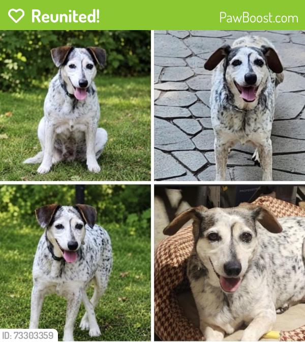 Reunited Female Dog last seen Davenport Rd., Simpsonville, SC 29680