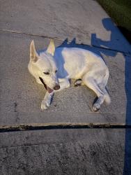 Found/Stray Male Dog last seen Cypresswood Springs & Masonwood Field Ct, Cypress, TX 77429