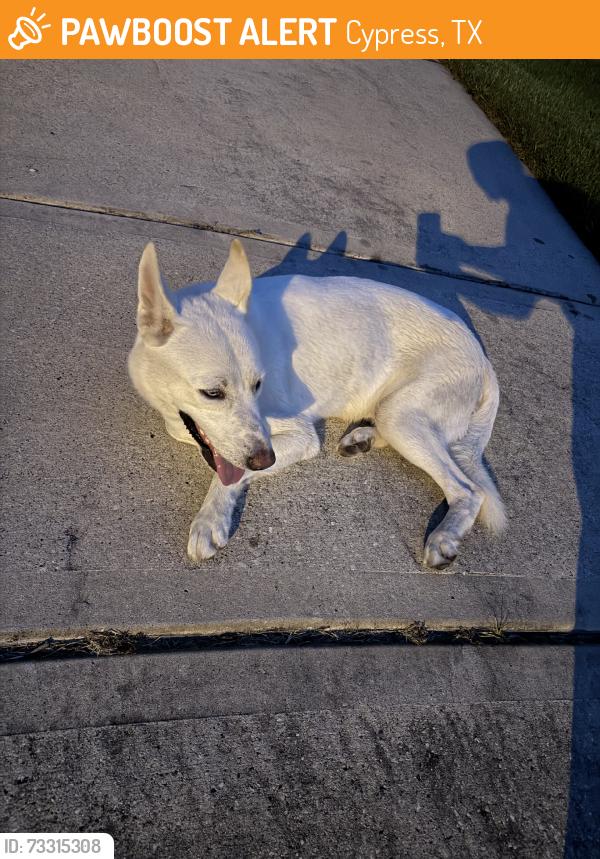 Found/Stray Male Dog last seen Cypresswood Springs & Masonwood Field Ct, Cypress, TX 77429