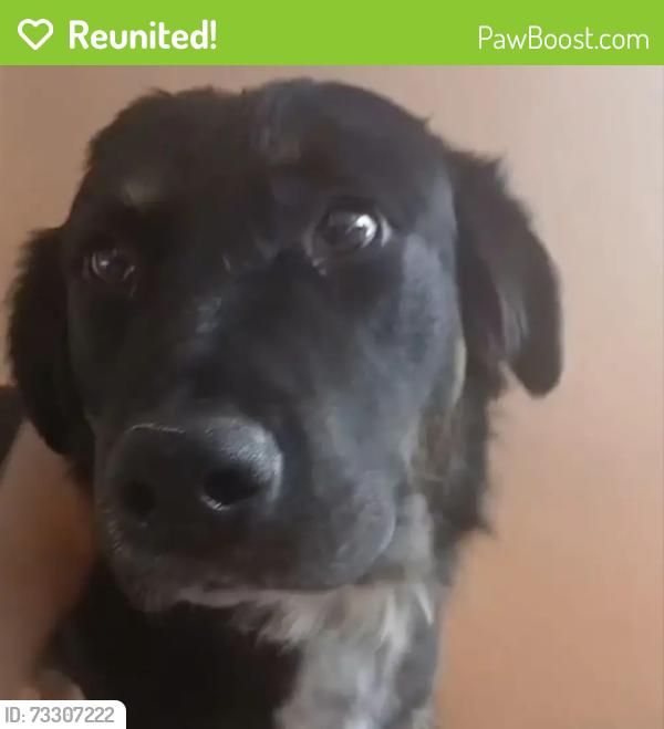 Reunited Male Dog last seen Cometa Avenue & Jouett Street, Los Angeles, CA 91331