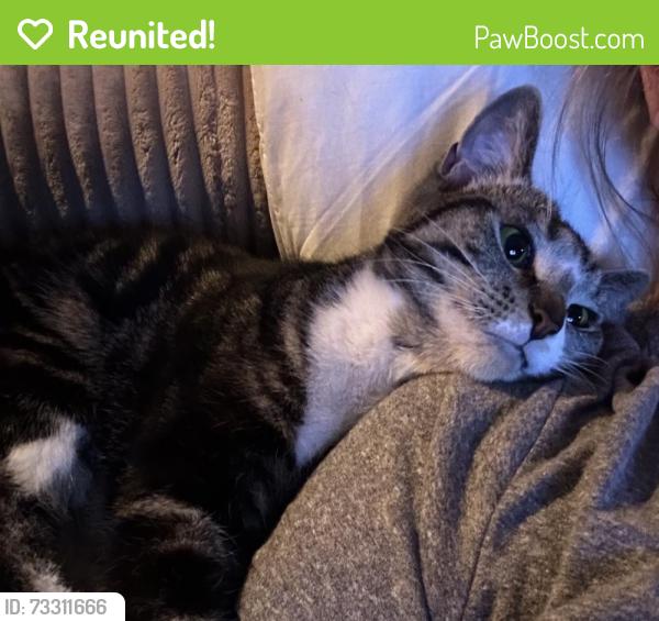 Reunited Female Cat last seen Brentwood giant eagle, Pittsburgh, PA 15227