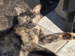 Lost Female Cat last seen Clubside Dr and South Village Dr, Tampa, FL 33624