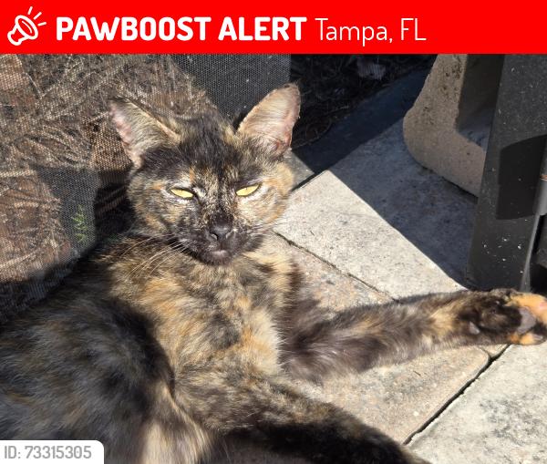 Lost Female Cat last seen Clubside Dr and South Village Dr, Tampa, FL 33624