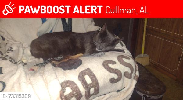 Lost Male Cat last seen County road 1545 cullman, Cullman, AL 35058