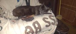 Lost Male Cat last seen County road 1545 cullman, Cullman, AL 35058