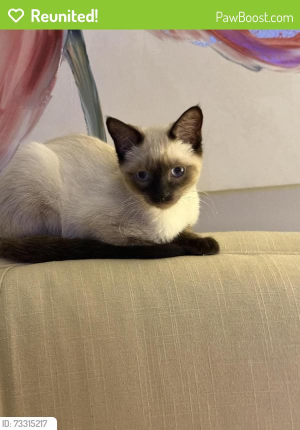 Reunited Female Cat last seen Near Lincoln st, Easton, MA 02356