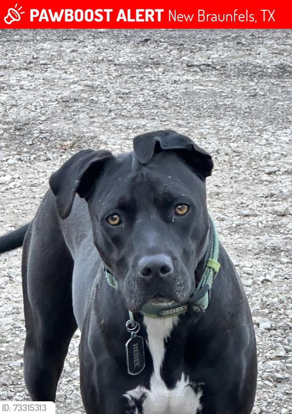 Lost Male Dog last seen Landfill, New Braunfels, TX 78130