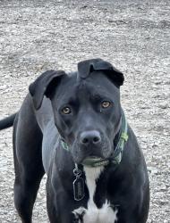 Lost Male Dog last seen Landfill, New Braunfels, TX 78130