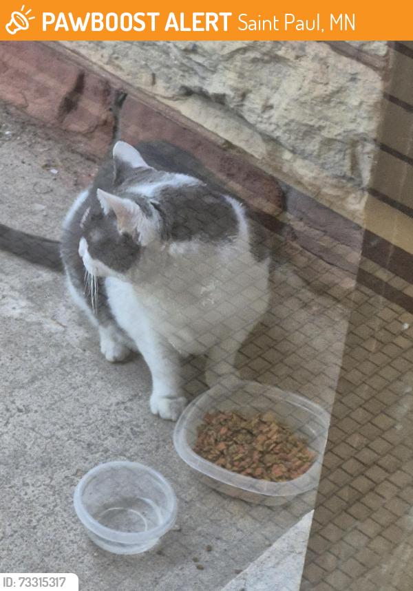 Found/Stray Unknown Cat last seen Como and park, Saint Paul, MN 55103