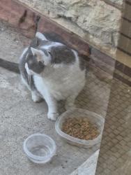 Found/Stray Unknown Cat last seen Como and park, Saint Paul, MN 55103