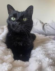 Reunited Male Cat last seen Wakeman street, Worcestershire, England WR3 8BQ