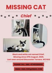 Reunited Male Cat last seen Near Gloucester Terrace, Greater London, England 