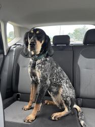 Reunited Female Dog last seen In between Paradise Concrete and the Doll Outlet, Ronks, PA 17572