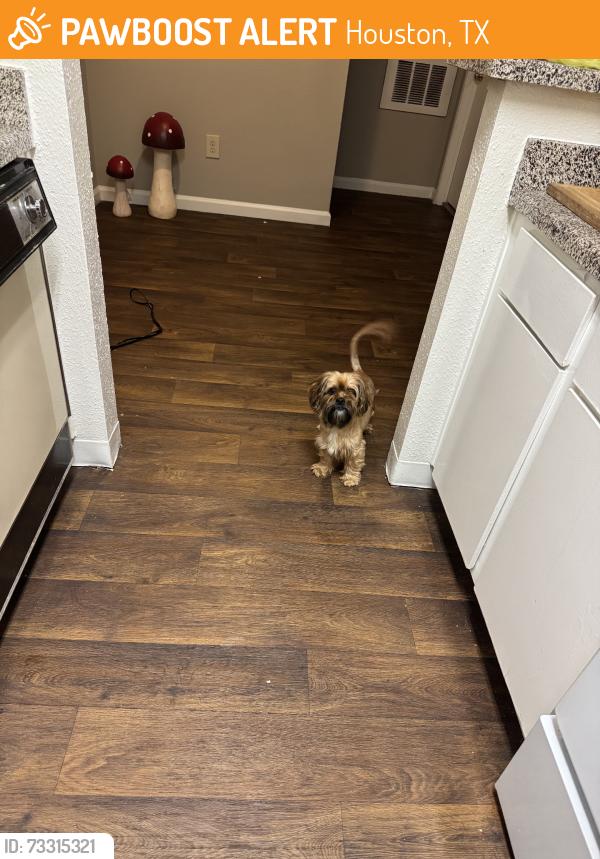 Found/Stray Male Dog last seen Near gears rd houston tx, Houston, TX 77067