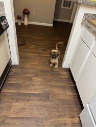 Found/Stray Male Dog last seen Near gears rd houston tx, Houston, TX 77067