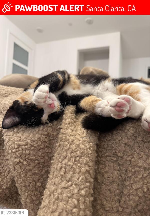 Lost Female Cat last seen Tamarack lane, Santa Clarita, CA 91355