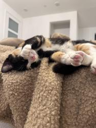 Lost Female Cat last seen Tamarack lane, Santa Clarita, CA 91355