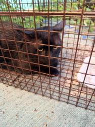 Found/Stray Male Cat last seen 137th ln and Wilcox rd, Largo, FL 33774