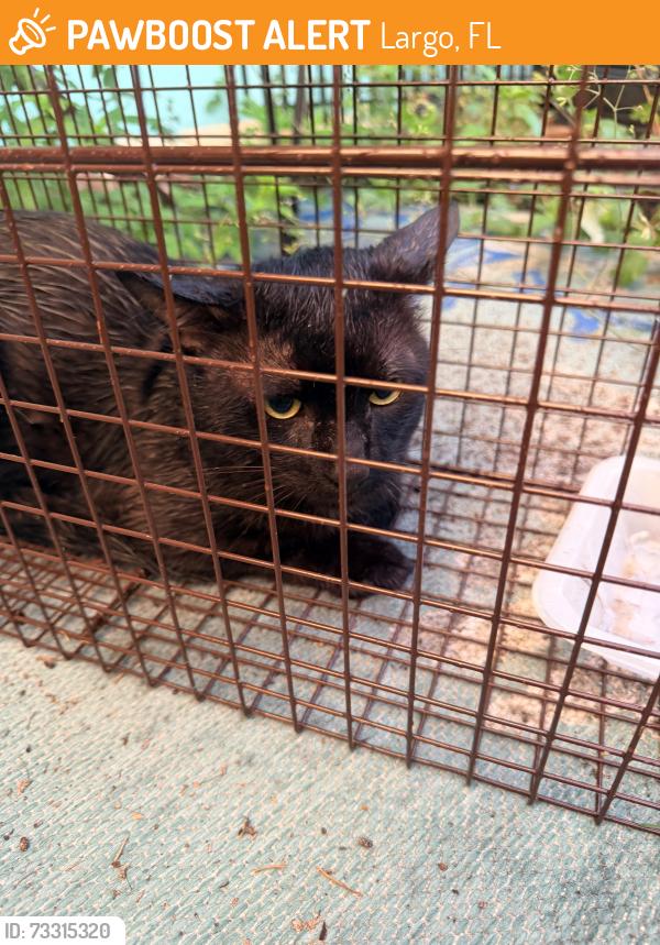 Found/Stray Male Cat last seen 137th ln and Wilcox rd, Largo, FL 33774
