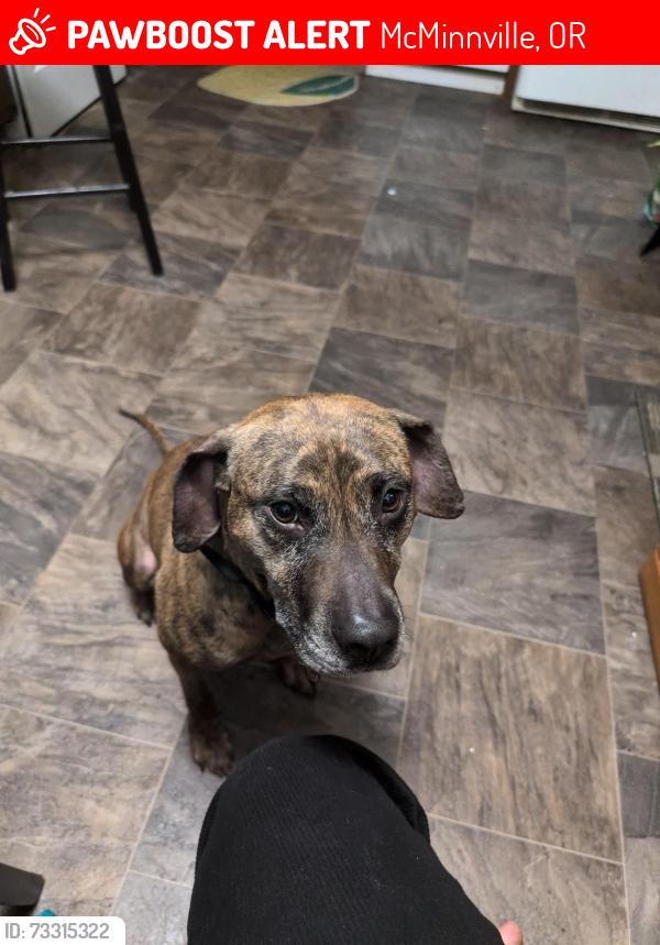 Lost Female Dog last seen Near SW Baker St, McMinnville, OR 97128·0.7, McMinnville, OR 97128