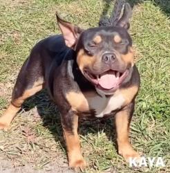Reunited Female Dog last seen Sr 33 34714 5 minutes from 474, Clermont, FL 34714
