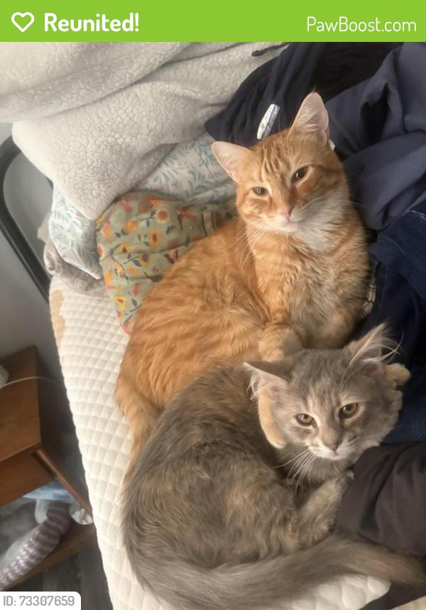 Reunited Male Cat last seen Forest Ridge apmts, Asheboro, NC 27203