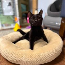Shelter Stray Male Cat last seen , 8020 Washington St, Port Richey, FL 34668, USA