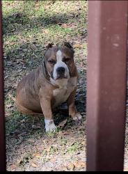 Reunited Male Dog last seen Near 474 on sr 33 about 5/10 min, Clermont, FL 34714