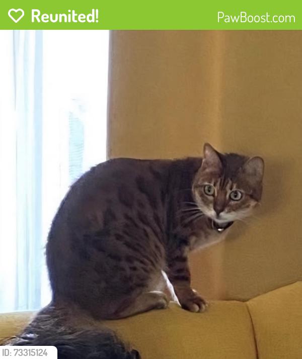 Reunited Female Cat last seen Entrance to Victoria Park - town side., Bath and North East Somerset, England BA1 1LP