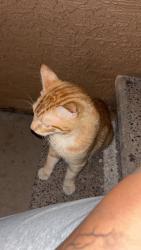 Found/Stray Male Cat last seen Southern and country club, Mesa, AZ 85210