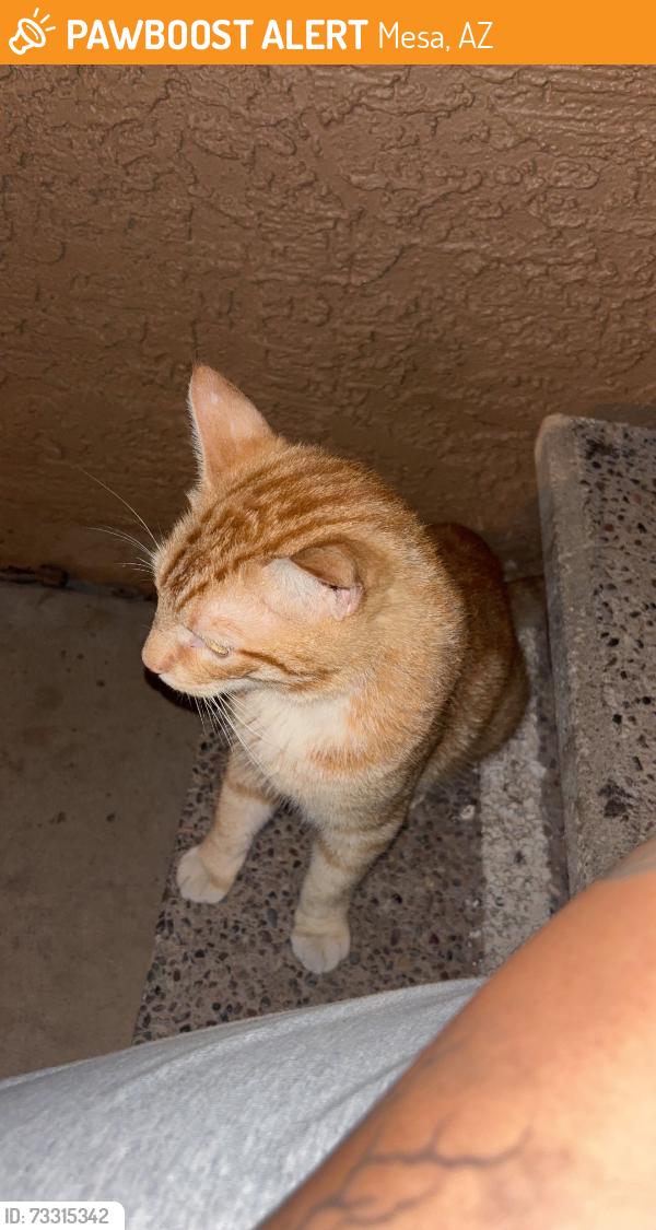 Found/Stray Male Cat last seen Southern and country club, Mesa, AZ 85210