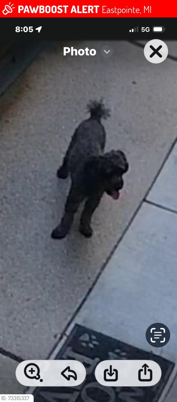 Lost Male Dog last seen E mile 9 / Kelly rd, Eastpointe, MI 48021