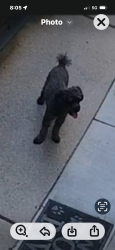 Lost Male Dog last seen E mile 9 / Kelly rd, Eastpointe, MI 48021