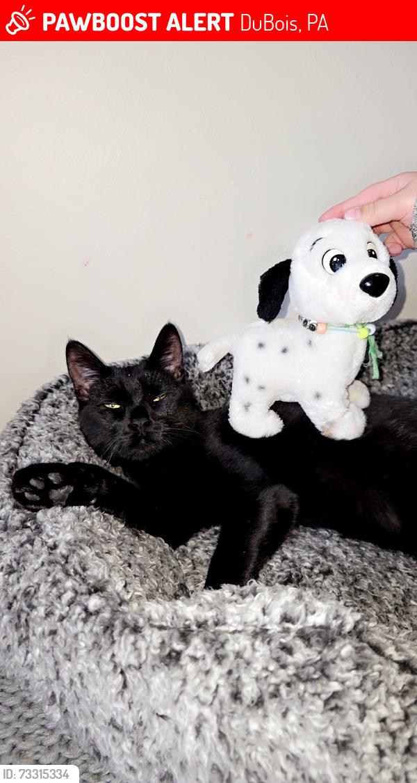 Lost Female Cat last seen Catholic Church, DuBois, PA 15801