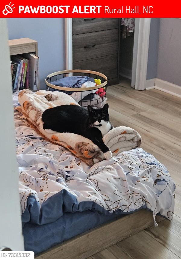 Lost Male Cat last seen Stamford Club Drive in Jefferson Woods, Rural Hall, NC 27045