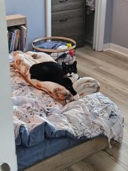 Lost Male Cat last seen Stamford Club Drive in Jefferson Woods, Rural Hall, NC 27045