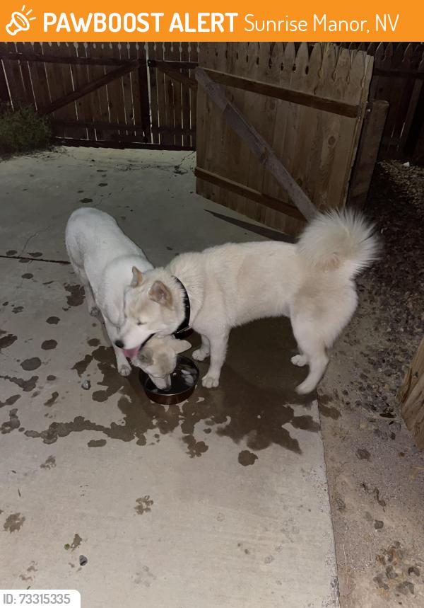 Found/Stray Male Dog last seen Cheyenne and lamb, Sunrise Manor, NV 89115