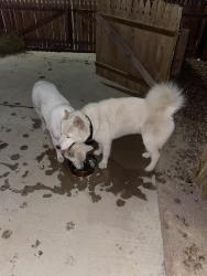 Found/Stray Male Dog last seen Cheyenne and lamb, Sunrise Manor, NV 89115
