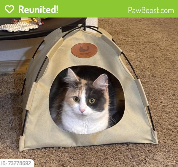 Reunited Female Cat last seen Se salmon by david douglas high school, Portland, OR 97236