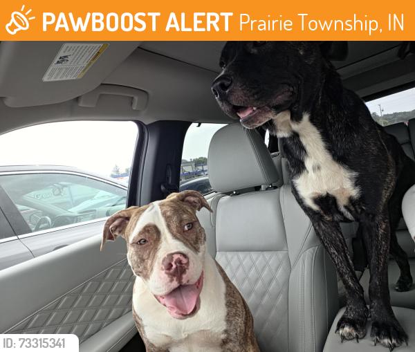 Found/Stray Female Dog last seen N country road 375 East, Prairie Township, IN 47302